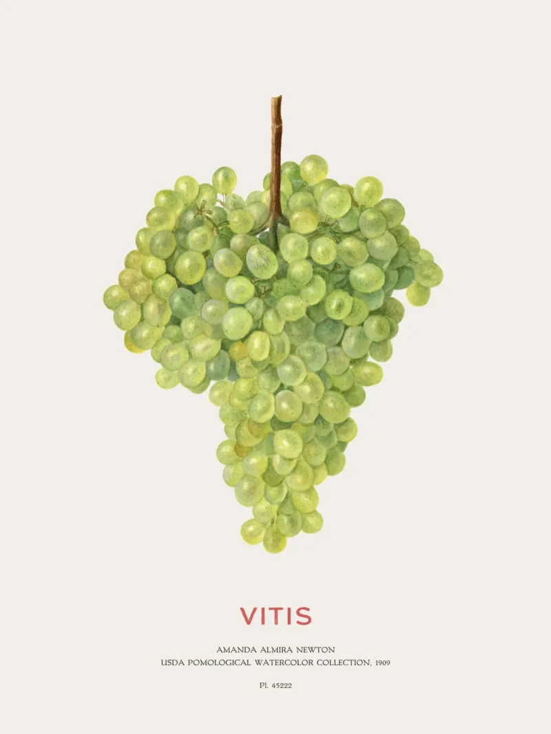 Uva o Vitis plexiglass da Vintagrafica