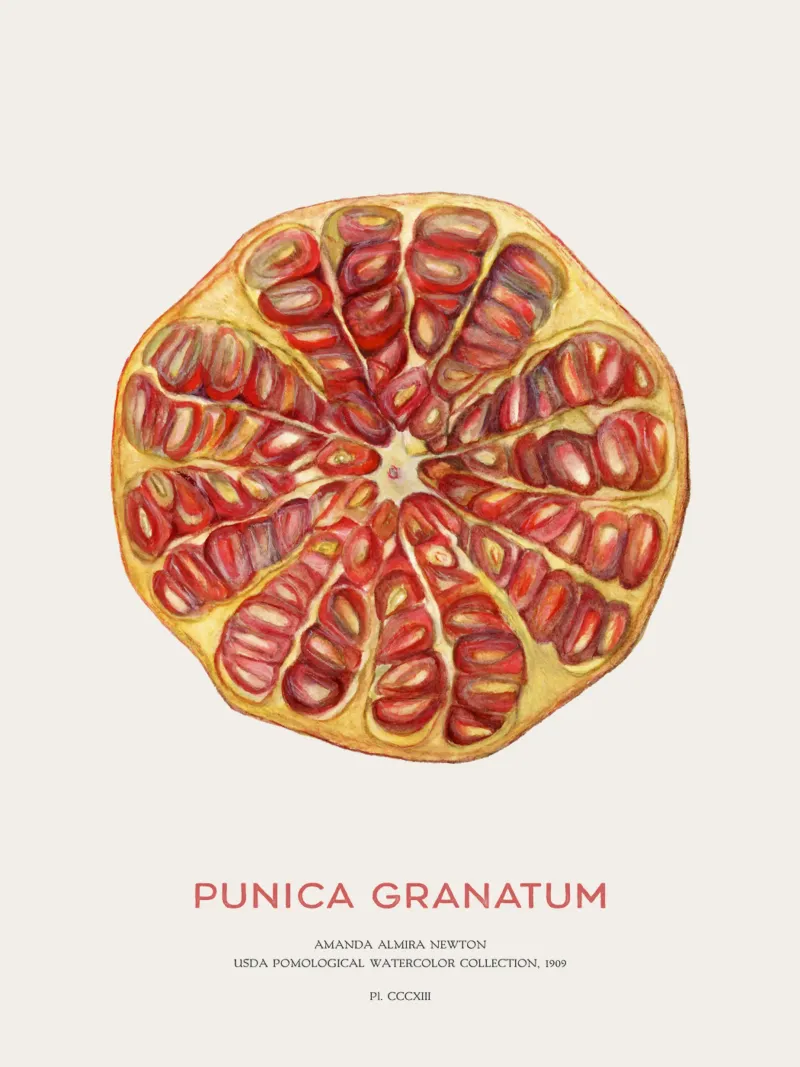 Granatapfelfrucht oder Punica granatum Poster von Vintagrafica