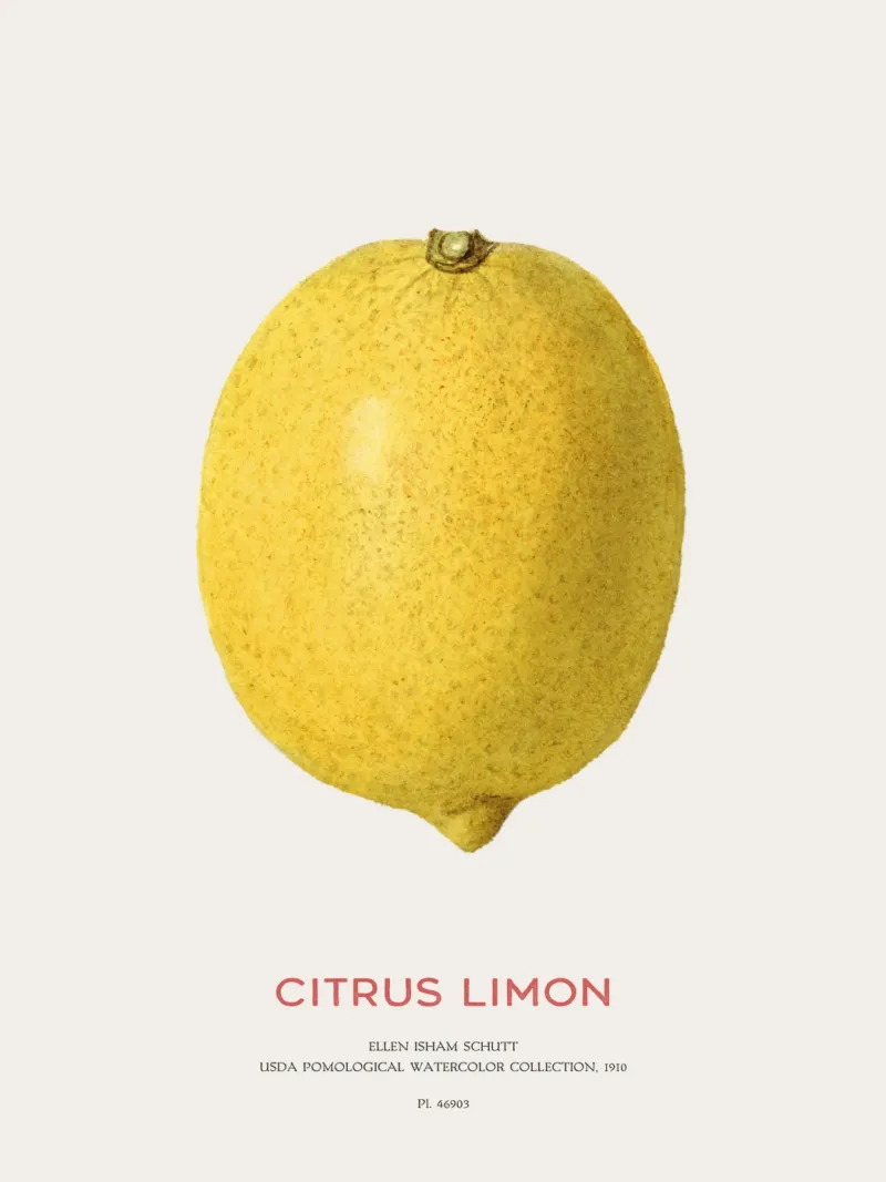 Citrus limon o Limone pellicola backlit da Vintagrafica