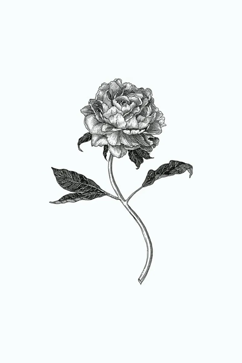 Peony pellicola backlit da Pen & Ink
