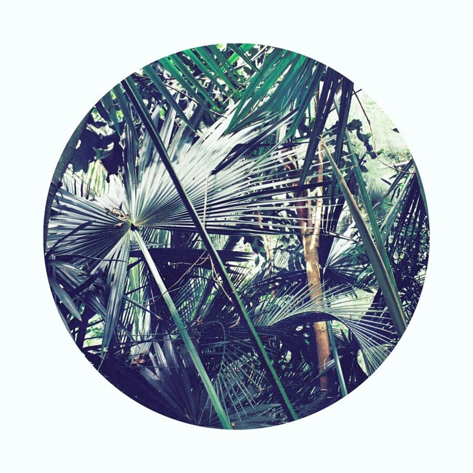 Into the Tropics (Green) Forex-Platte von BlauMaschine