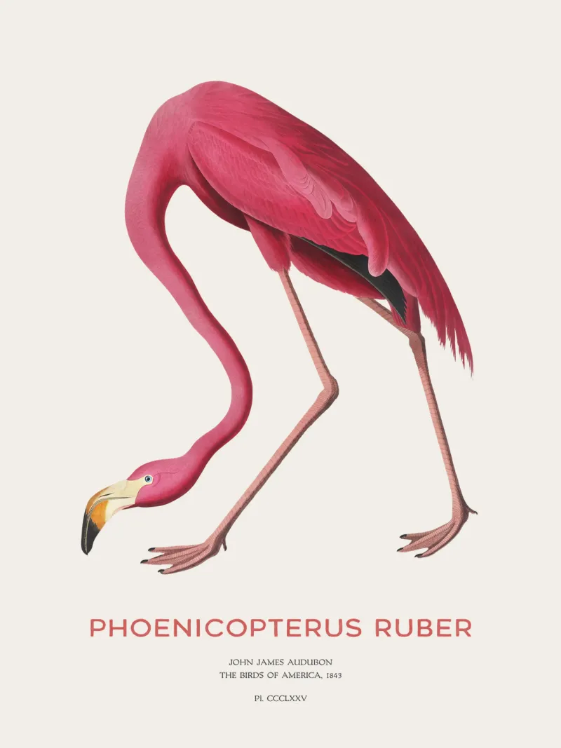 Amerikanischer Flamingo oder Phoenicopterus ruber Hahnemühle von Vintagrafica