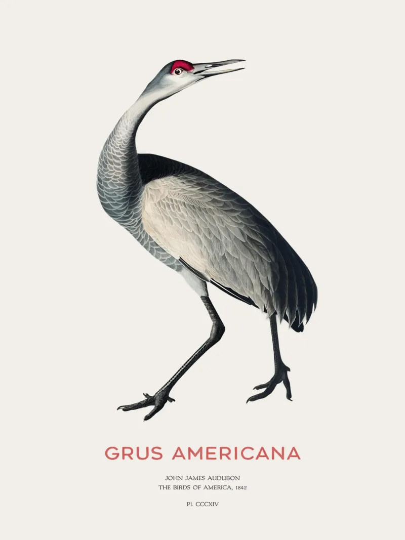 Schreikranich oder Grus americana Alu-Dibond von Vintagrafica
