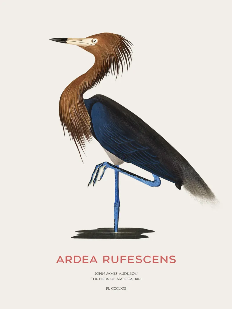 Airone rosso o Ardea rufescens pellicola backlit da Vintagrafica