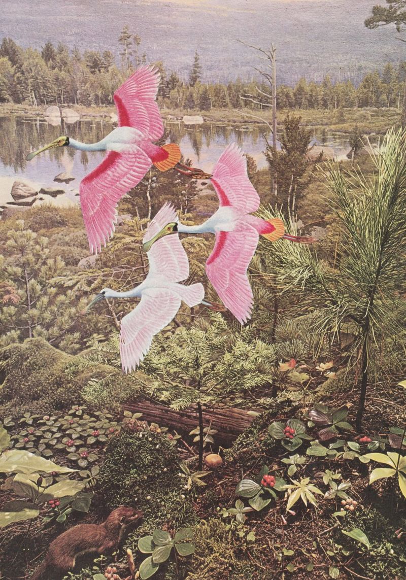Flight of the Spoonbills poster by Cassia Beck Collage