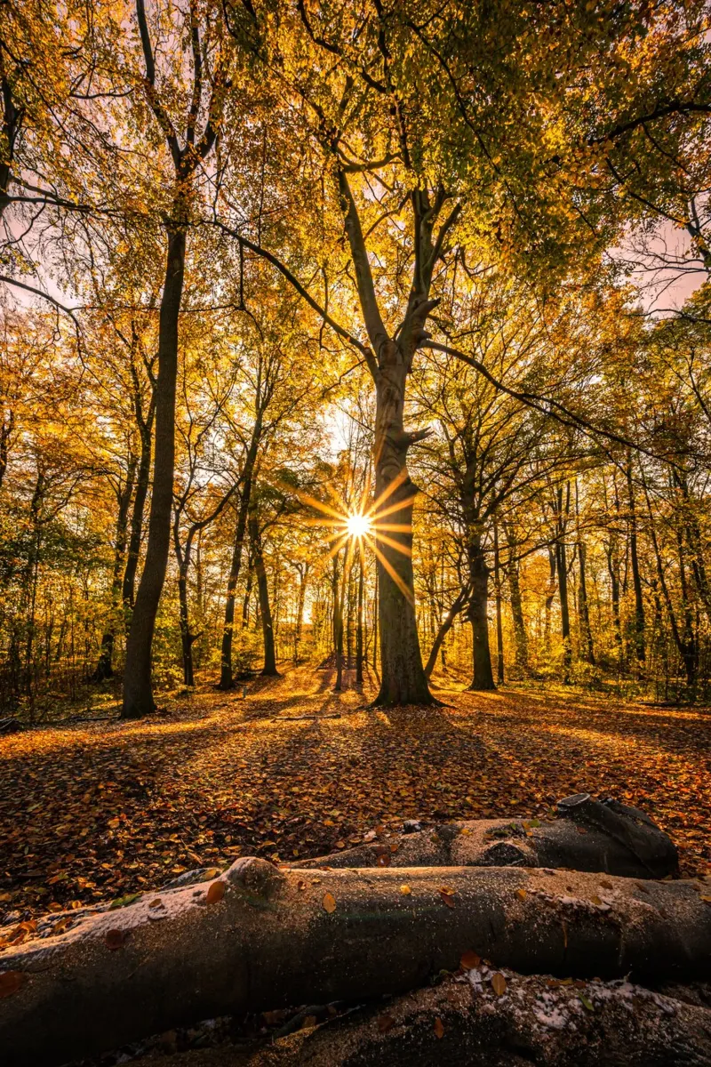 Stella del sole in una piccola foresta pellicola backlit da Marcus Beckert | Fotografie