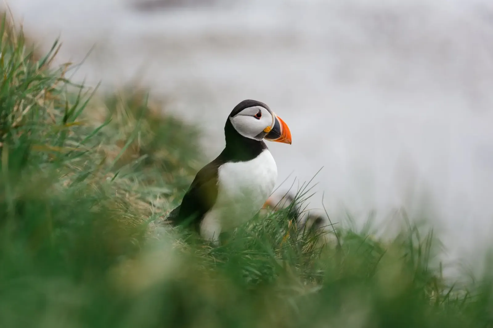 Puffin in Scotland pellicola backlit da susea