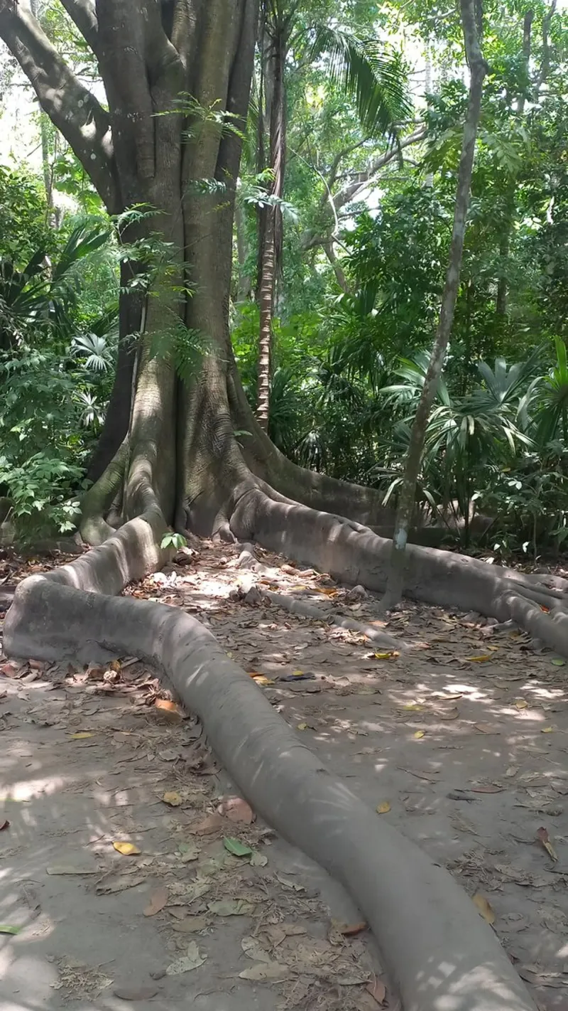 Raíces de Vida Eterna alluminio dibond da CABNATURE