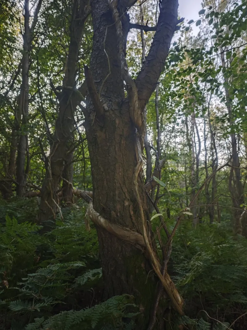 Scottish forest alluminio dibond da gtobonart