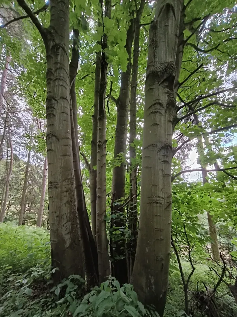Unity in nature Hahnemühle von gtobonart