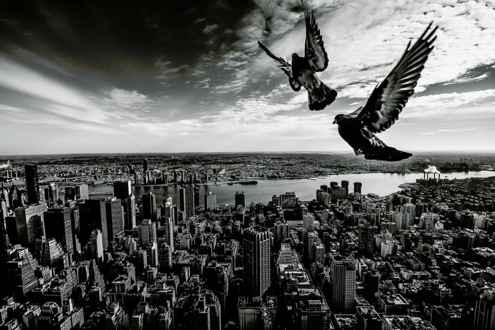 Pigeons on the Empire State Building - Sergiosousa carta hahnemühle da Pictufy