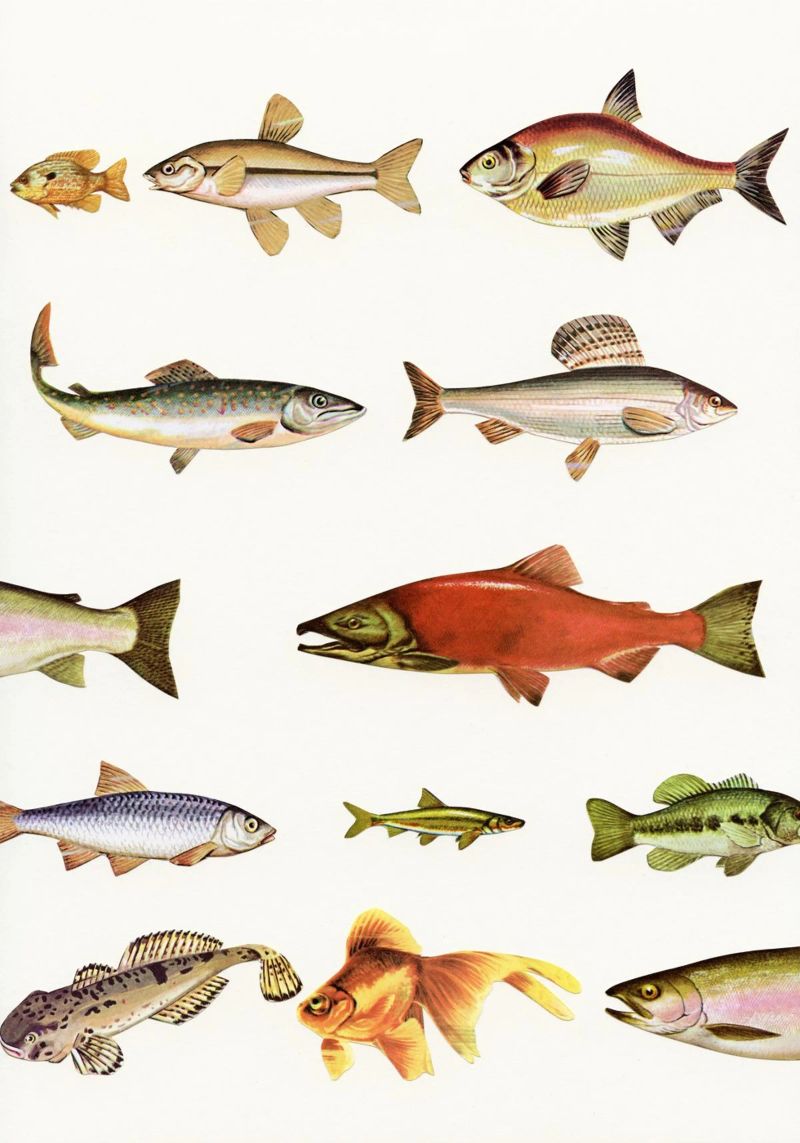 Fishing Line poster by Cassia Beck Collage