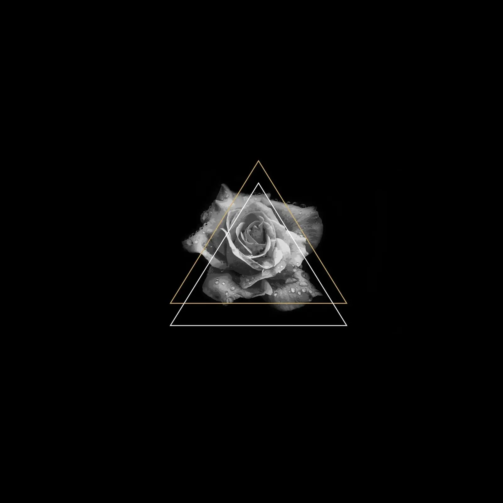 Rose poster with plastic frame by KHouse Studio
