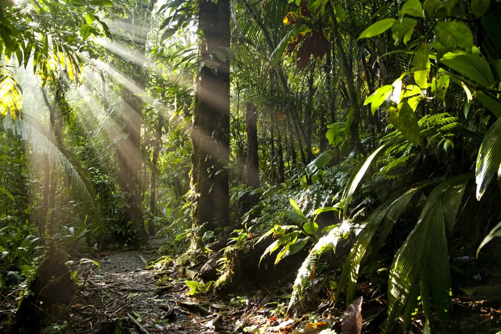 Sonnenstrahlen im Dschungel pellicola backlit da Reisefotografie - Bilder aus aller Welt