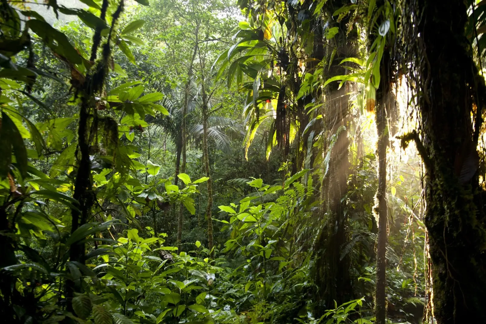 Urwald Costa Rica Acryl-Glas von Reisefotografie - Bilder aus aller Welt