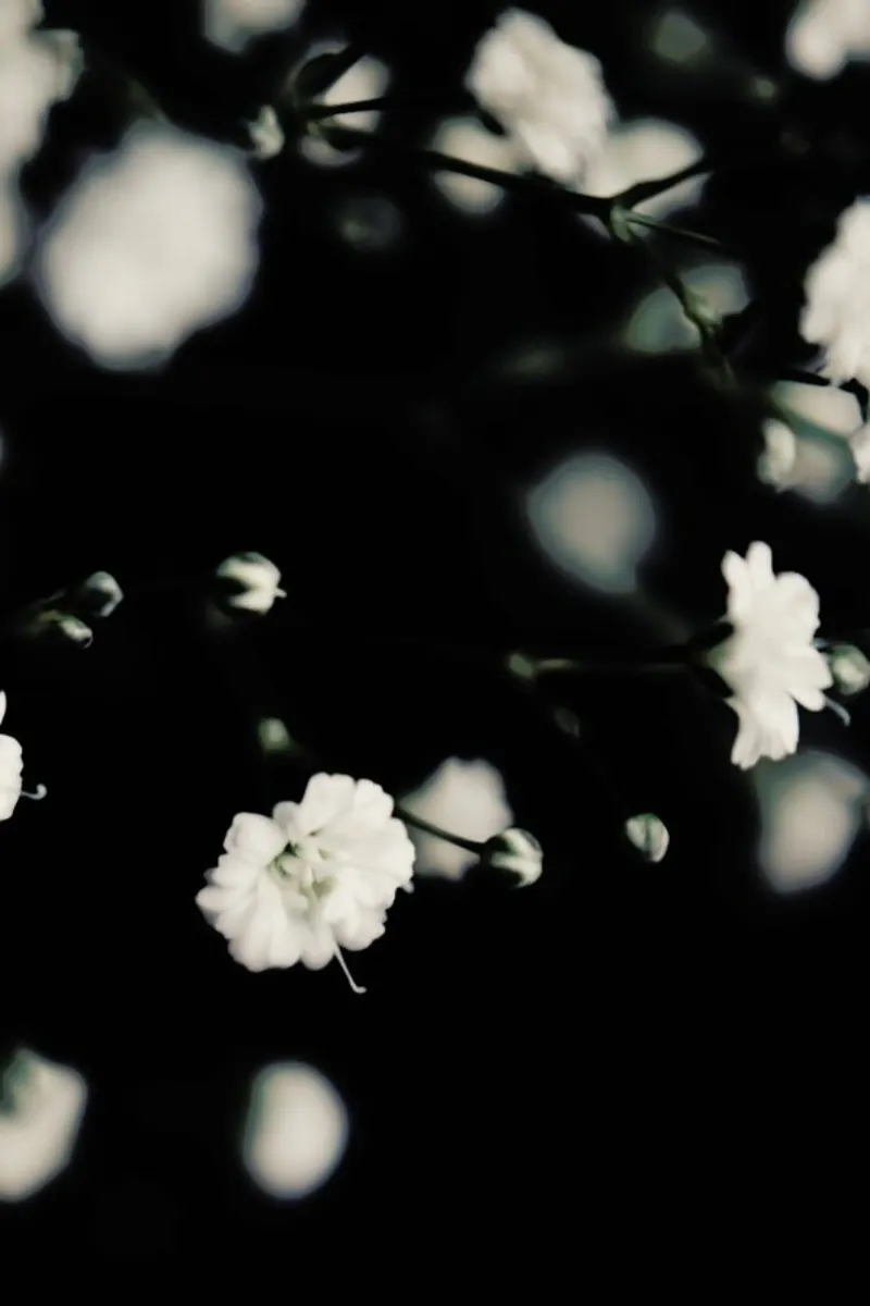 Babys Breath pellicola backlit da Ingrid Beddoes