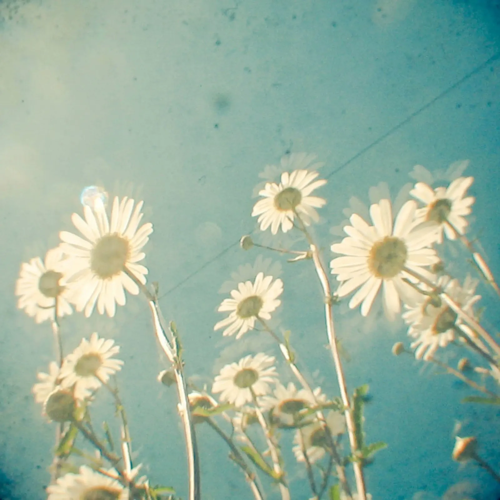 Siempre joven lienzo de Cassia Beck Photography