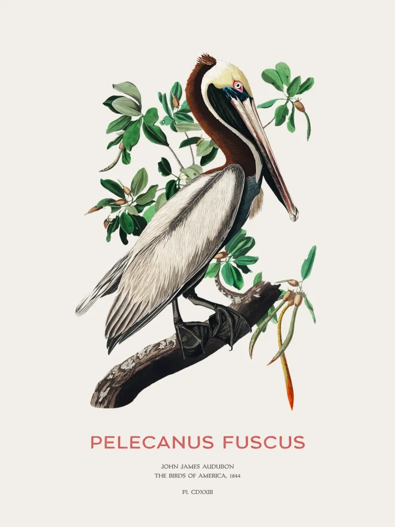 Pellicano bruno o Pelecanus fuscus carta hahnemühle da Vintagrafica