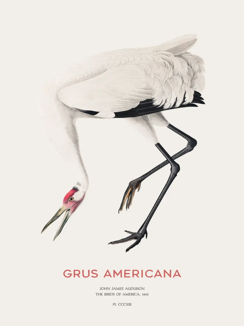 Grus americana oder Schreikranich Backlit Folie von Vintagrafica