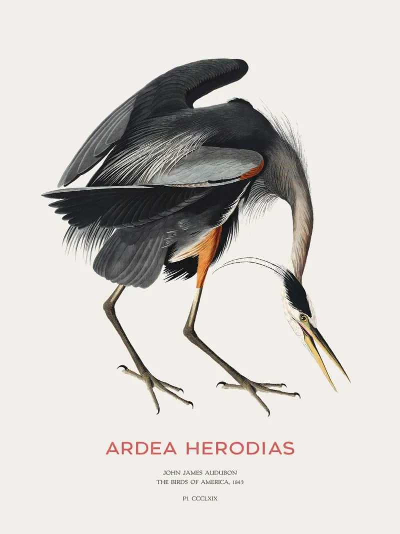 Großer Blaureiher oder Ardea herodias Hahnemühle von Vintagrafica
