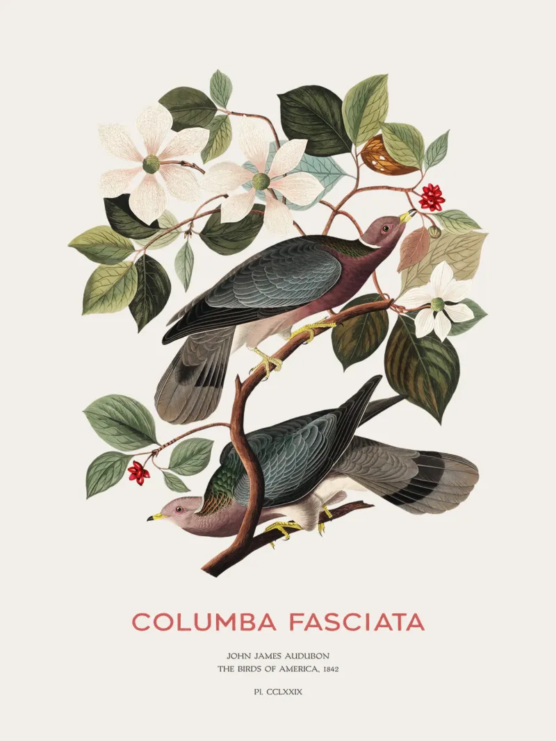 Piccione dalla coda a nastro o Columba fasciata plexiglass da Vintagrafica