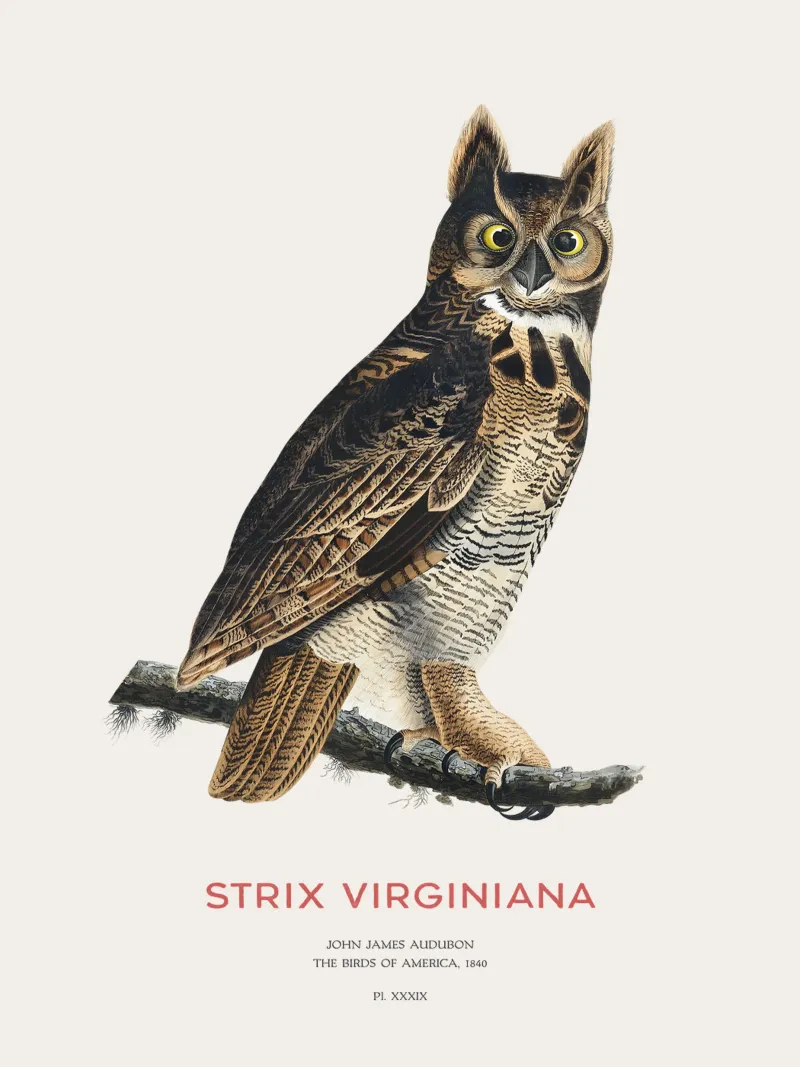 Civetta capogrosso o Strix virginiana pellicola backlit da Vintagrafica