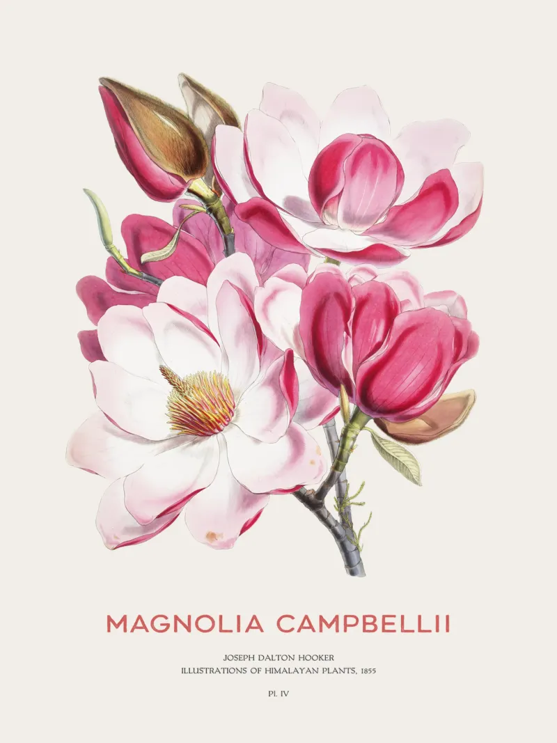 Campbellsche Magnolienblüte oder Magnolia campbellii Hahnemühle von Vintagrafica