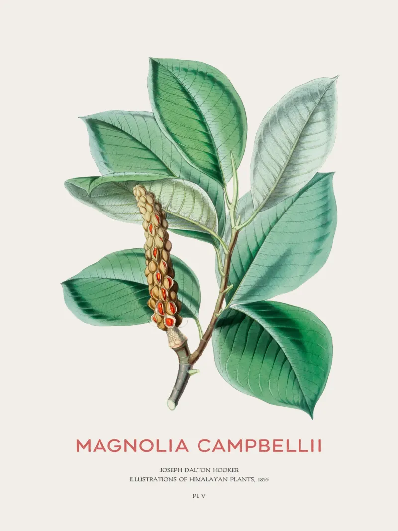 Magnolia campbellii Laubbaum oder Campbell's Magnolia Hahnemühle von Vintagrafica