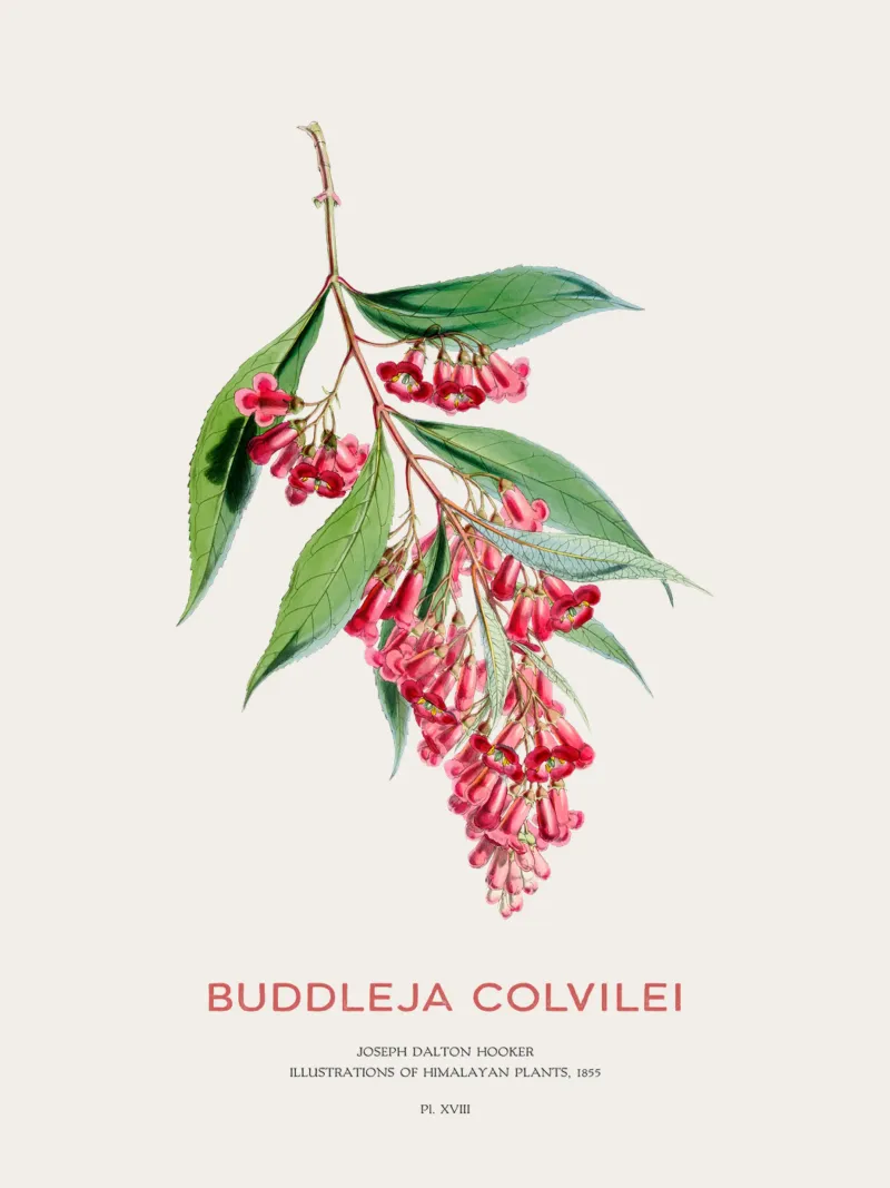 Sommerflieder oder Buddleja colvilei Hahnemühle von Vintagrafica