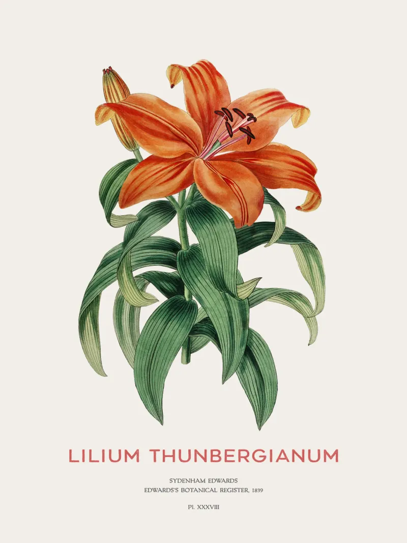 Giglio trasparente o Lilium thunbergianum pellicola backlit da Vintagrafica