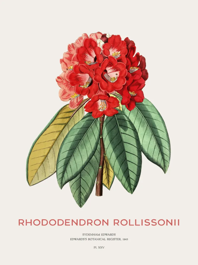 Baum-Rhododendron oder Rhododendron rollissonii Hahnemühle von Vintagrafica