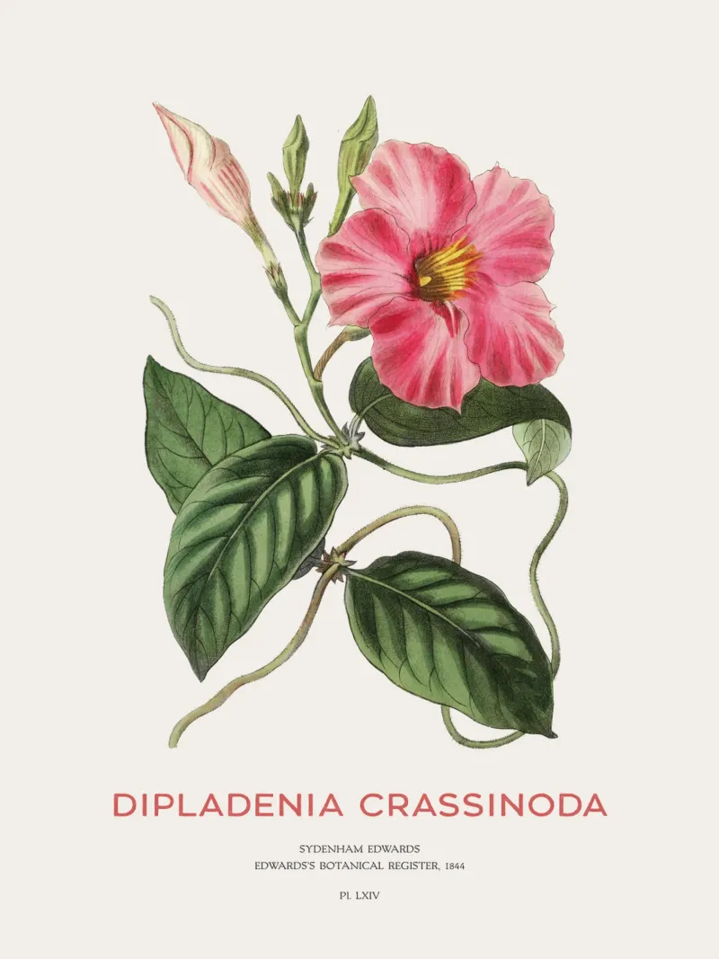 Fiori di mandevilla o Dipladenia Crassinoda pellicola backlit da Vintagrafica