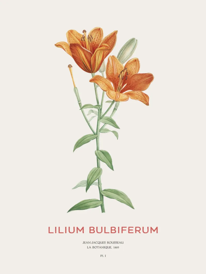 Giglio arancione o Lilium bulbiferum pannello forex da Vintagrafica