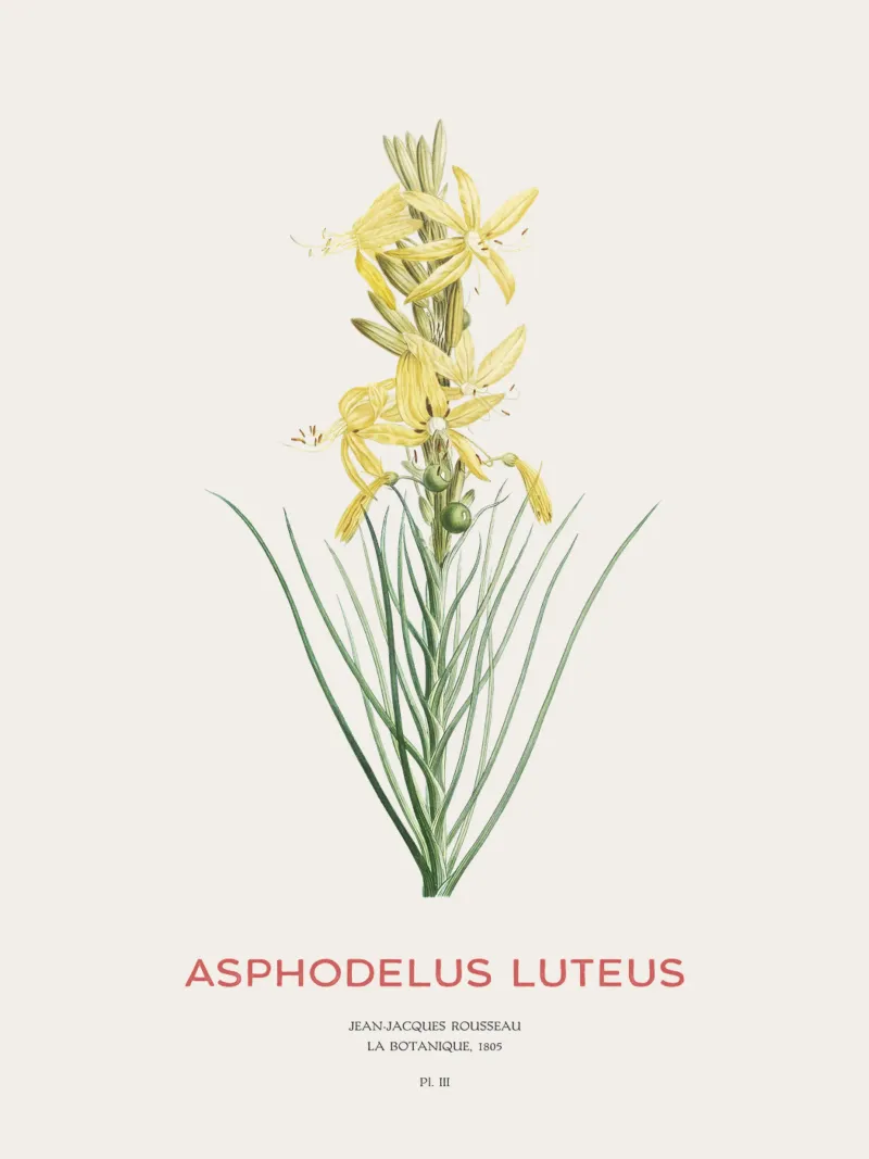 Königsspeer oder Asphodeline lutea Alu-Dibond von Vintagrafica