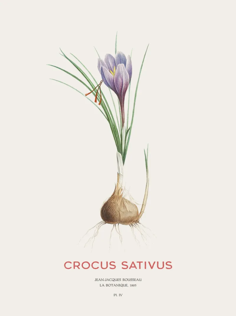 Safran-Krokus oder Crocus sativus Hahnemühle von Vintagrafica