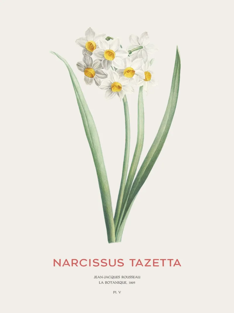 Narciso crema o Narcissus tazetta pellicola backlit da Vintagrafica