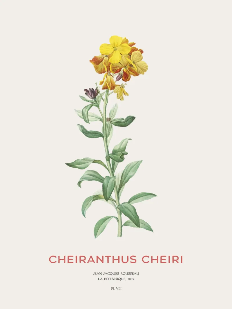Wallflower or Cheiranthus cheiri hahnemühle by Vintagrafica
