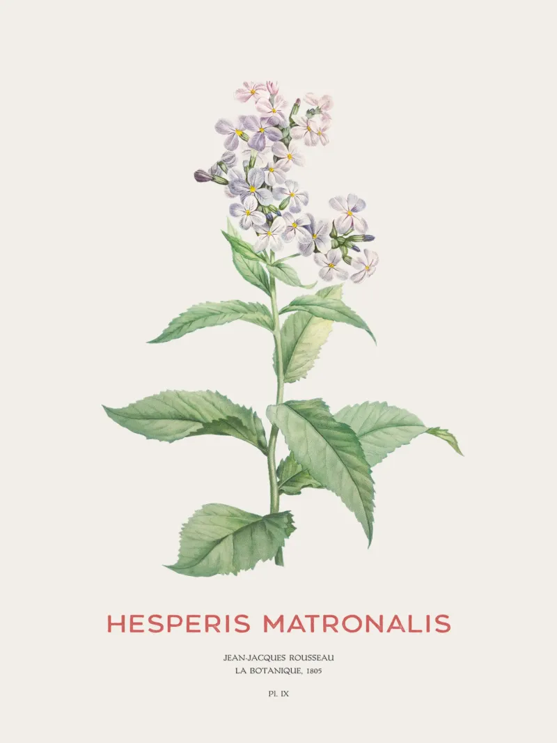 Sommerflieder oder Hesperis matronalis Hahnemühle von Vintagrafica