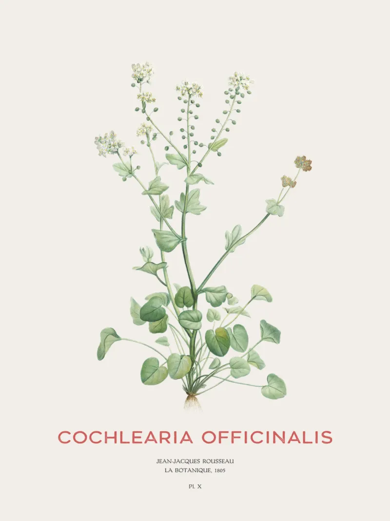 Gemeines Scharbockskraut oder Cochlearia officinalis Hahnemühle von Vintagrafica
