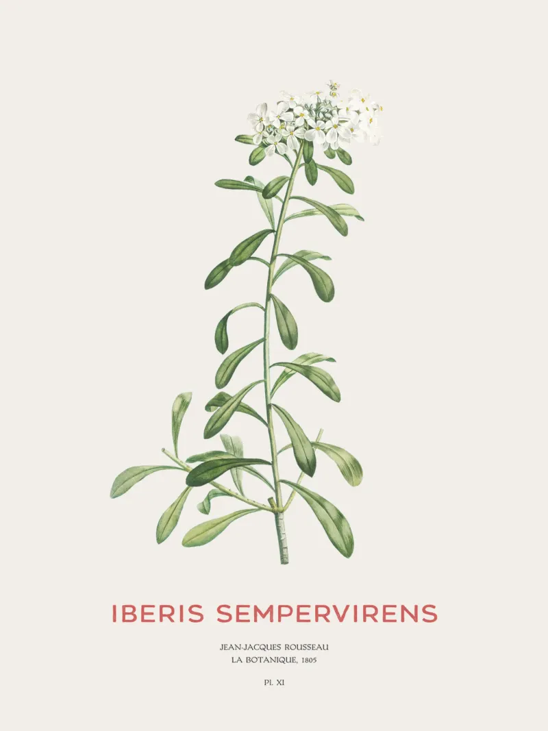 Immergrüner Zuckerhut oder Iberis sempervirens Hahnemühle von Vintagrafica