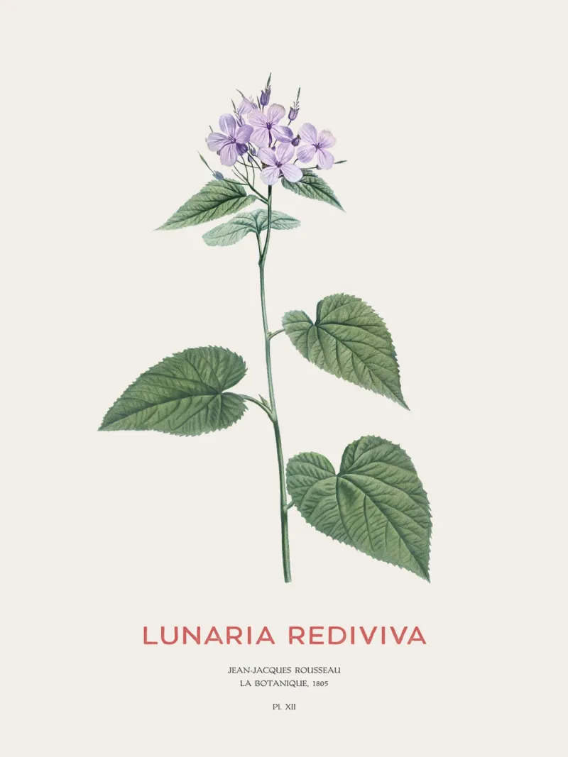 Mehrjährige Ehrlichkeit oder Lunaria rediviva Hahnemühle von Vintagrafica