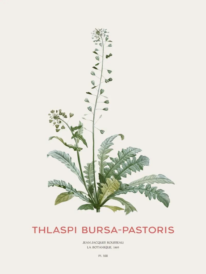 Borsa del pastore o Thlaspi bursa-pastoris pannello forex da Vintagrafica