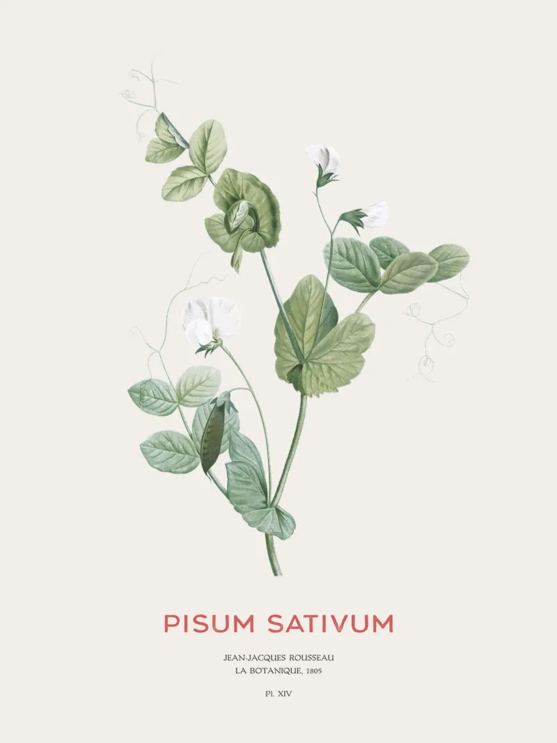 Pea or Pisum sativum forex plate by Vintagrafica