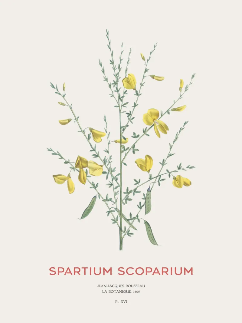 Ginster oder Spartium scoparium Hahnemühle von Vintagrafica