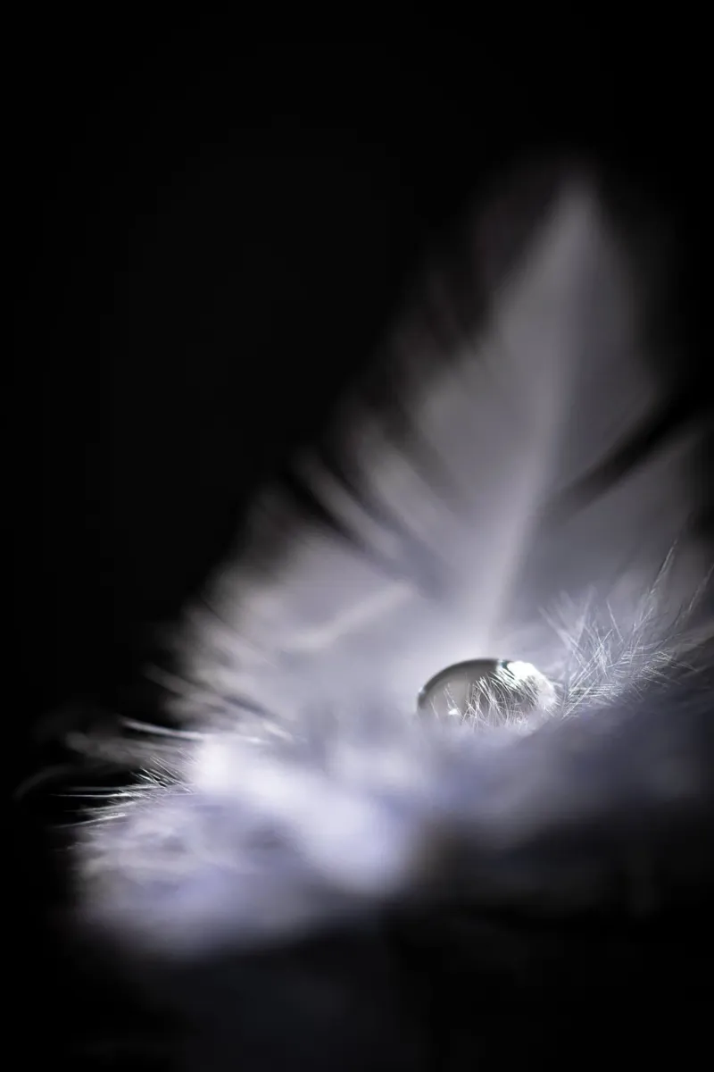 Wasserperle auf einer zarten Feder pellicola backlit da Stina Freytag