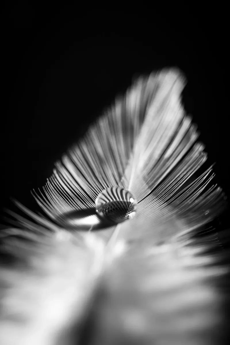 Wasserperle auf feiner Feder, schwarz weiß pellicola backlit da Stina Freytag