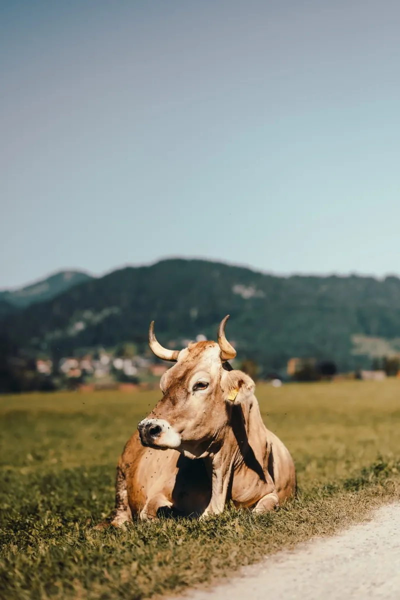 Kuh in Österreich liegend auf einer Wiese pellicola backlit da Stina Freytag