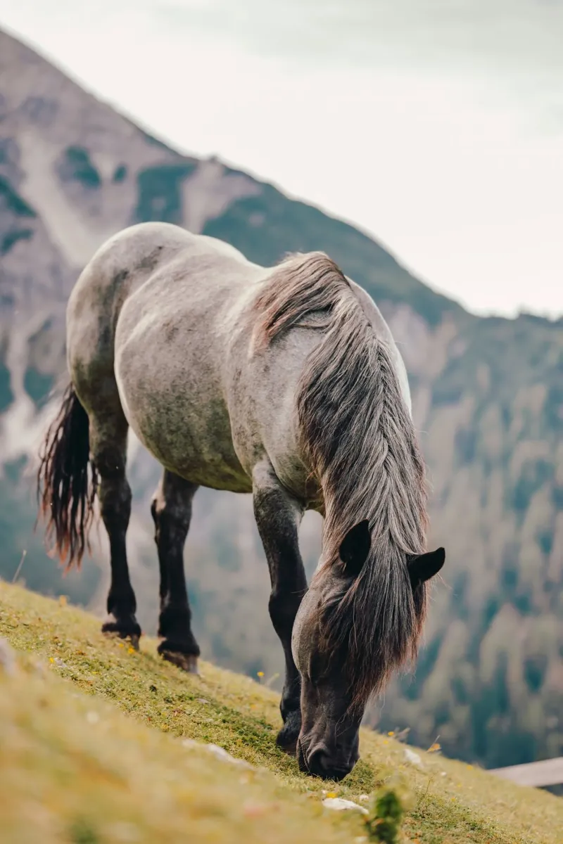 Pferd in Österreich aus einer Weide in den Bergen, Kaltblüte pellicola backlit da Stina Freytag