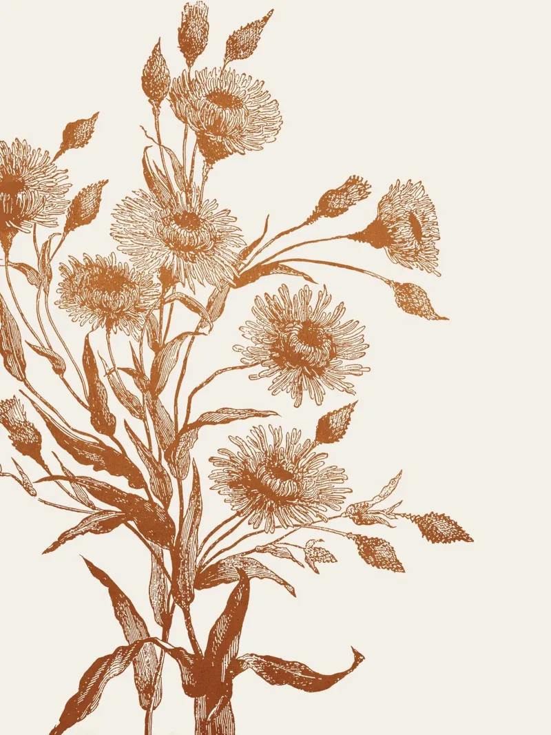 Aster flower sketch pellicola backlit da apoloprints