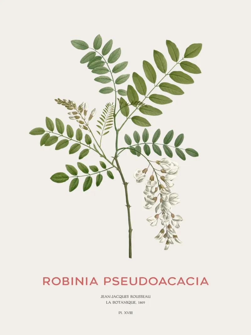 Robinia pseudoacacia o locusta nera pellicola backlit da Vintagrafica